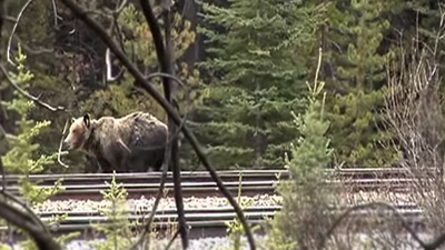 Canadá elabora un estudio para reducir las colisiones entre osos y trenes